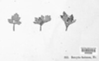 Botrytis farinosa image